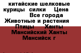 китайские шелковые курицы (силки) › Цена ­ 2 500 - Все города Животные и растения » Птицы   . Ханты-Мансийский,Ханты-Мансийск г.